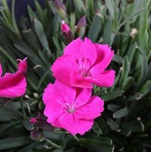 Load image into Gallery viewer, Dianthus x 'Beauties Kate'
