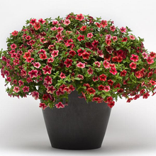 Load image into Gallery viewer, Calibrachoa Crave Strawberry Star