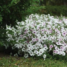 Load image into Gallery viewer, Petunia Tidal Wave® Silver