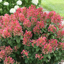 Load image into Gallery viewer, Hydrangea Quick Fire