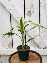 Load image into Gallery viewer, Dracaena Sanderiana White