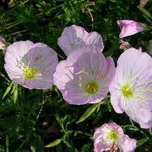 Load image into Gallery viewer, Oenothera speciosa 'Twilight'