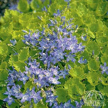 Load image into Gallery viewer, Campanula garganica 'Dickson's Gold'