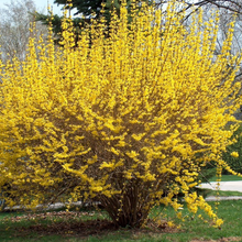Load image into Gallery viewer, Northern Gold Forsythia