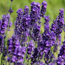 Load image into Gallery viewer, Lavandula angustifolia 'Hidcote Blue'