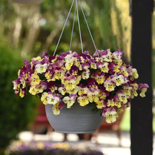 Load image into Gallery viewer, Pansy Cool Wave® Strawberry Swirl