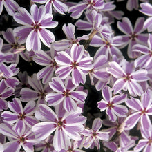 Load image into Gallery viewer, Phlox subulata 'Candy Stripes'