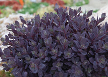 Load image into Gallery viewer, Sedum x Sunsparkler Plum Dazzled