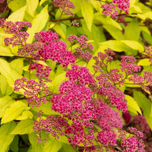 Load image into Gallery viewer, Spirea Goldflame