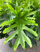 Load image into Gallery viewer, Philodendron Lickety Split