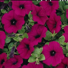 Load image into Gallery viewer, Petunia Wave® Purple Classic