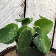 Load image into Gallery viewer, Peperomia Pilea Chinese Money Plant