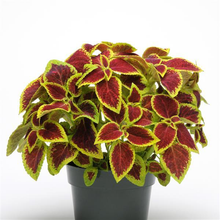 Load image into Gallery viewer, Coleus Crimson Gold