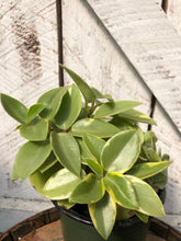 Load image into Gallery viewer, Peperomia Pixie Limelight