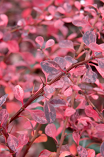 Load image into Gallery viewer, Barberry Rose Glow