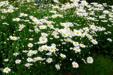 Load image into Gallery viewer, Leucanthemum s. 'Sweet Daisy Birdy'