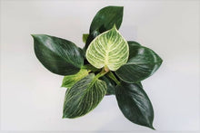 Load image into Gallery viewer, Philodendron Birkin