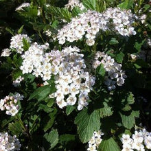 Load image into Gallery viewer, Dwarf Ninebark