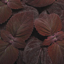 Load image into Gallery viewer, Coleus Dark Chocolate