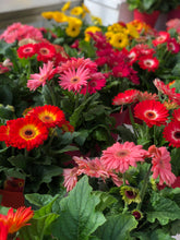 Load image into Gallery viewer, Gerbera Daisy