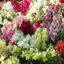Load image into Gallery viewer, Snapdragon Snapshot™ Mixture