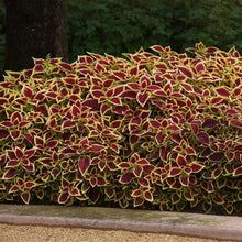 Load image into Gallery viewer, Coleus Crimson Gold