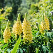 Load image into Gallery viewer, Lupinus x Mini-Gallery Yellow