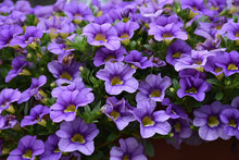 Load image into Gallery viewer, Calibrachoa Sky Blue