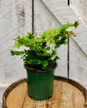 Load image into Gallery viewer, Maidenhair Fern 'Rosy'