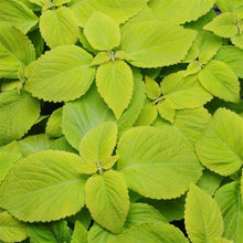 Load image into Gallery viewer, Coleus Lime Delight