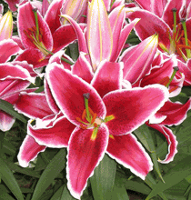 Load image into Gallery viewer, Lilium asiatica 'After Eight'
