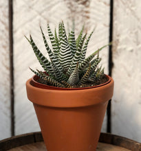 Load image into Gallery viewer, Aloe Zabrina