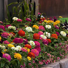 Load image into Gallery viewer, Zinnia - Zesty Mix