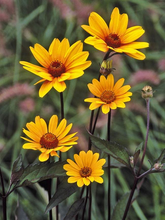 Load image into Gallery viewer, Heliopsis helianthoides 'Summer Nights'