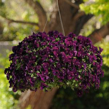 Load image into Gallery viewer, Pansy Cool Wave® Purple