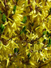 Load image into Gallery viewer, Northern Gold Forsythia