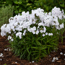 Load image into Gallery viewer, Phlox paniculata 'Early White'