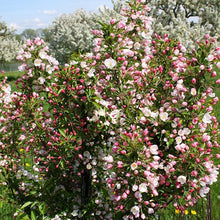 Load image into Gallery viewer, Adirondack Flowering Crab