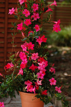 Load image into Gallery viewer, Pink Mandevilla - Small Leaf