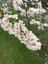 Load image into Gallery viewer, Pipestone Plum