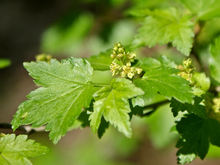 Load image into Gallery viewer, Alpine Currant