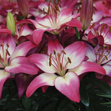Load image into Gallery viewer, Lilium asiatica 'Tiny Diamond'