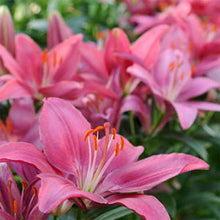 Load image into Gallery viewer, Lilium asiatica 'Tiny Pearl'