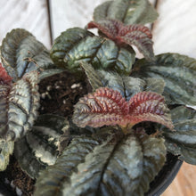Load image into Gallery viewer, Pilea Friendship
