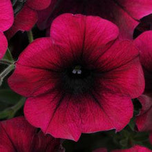 Load image into Gallery viewer, Petunia Easy Wave® Burgundy Velour