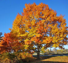 Load image into Gallery viewer, Red Oak