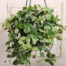 Load image into Gallery viewer, Peperomia 'Angulata'