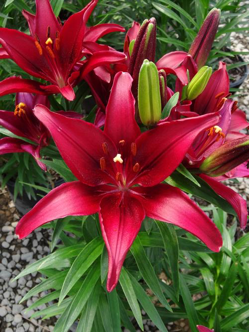 ghost asiatic lily Lilium asiatica 'Tiny Ghost' – Loweys Produce
