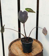 Load image into Gallery viewer, Colocasia 'Royal Hawaiian Black Coral'