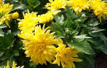 Load image into Gallery viewer, Chrysanthemum 'Morden Canary'